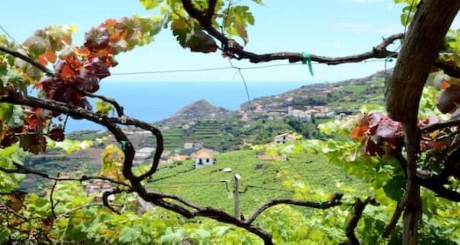 Visiting local Vineyard With Wine Tasting & Lunch included - Key highlights you’ll actually care about