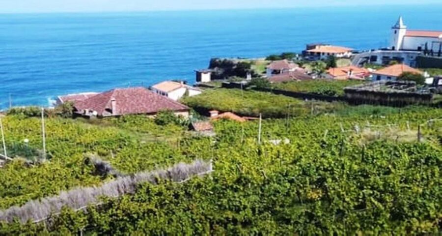 Visiting local Vineyard With Wine Tasting & Lunch included - Lunch at a Madeira wine estate: when the food is the point