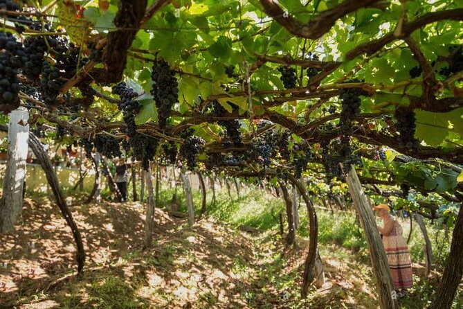 Visiting local Vineyard With Wine Tasting & Lunch included - Price and logistics: what you get for $222.26 and how to judge value