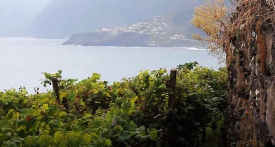 Visiting local Vineyard With Wine Tasting & Lunch included - Fajã dos Padres: cable car views and a cliffside “other world”