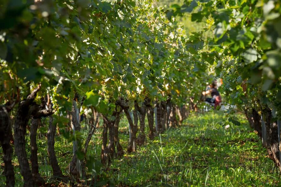 Vodice: Vinarija Birin Winery Tour with Wine Tasting - Who this is perfect for (and who should think twice)