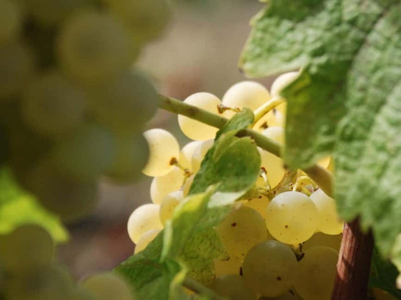 Volterra: Winery Guided Tour and Experience with Tasting - Key takeaways before you go