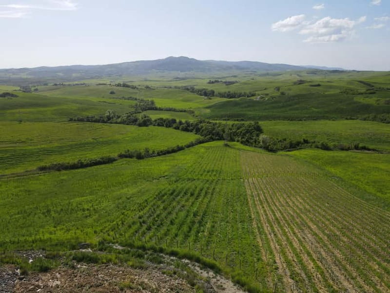Volterra: Winery Guided Tour and Experience with Tasting - Vineyard views from the panoramic terrace