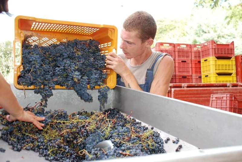 Volterra: Winery Guided Tour and Experience with Tasting - FAQ