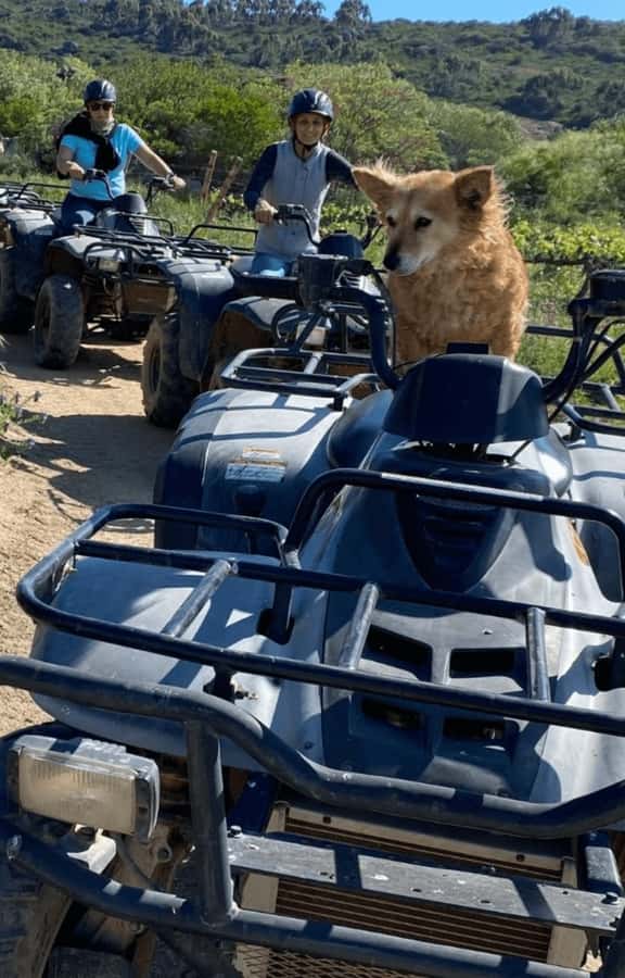 Vrede en Lust Wine Estate: 1H Quad Bike Trail - Who Should Book, and Who Should Skip