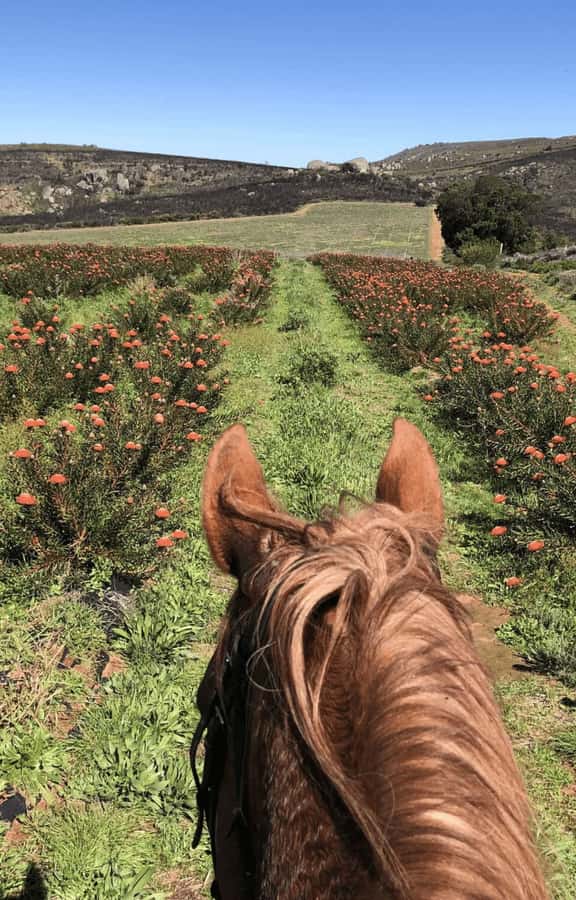 Vrede en Lust Wine Estate: 2H Horse Trail - Should You Book the Vrede en Lust 2H Horse Trail?