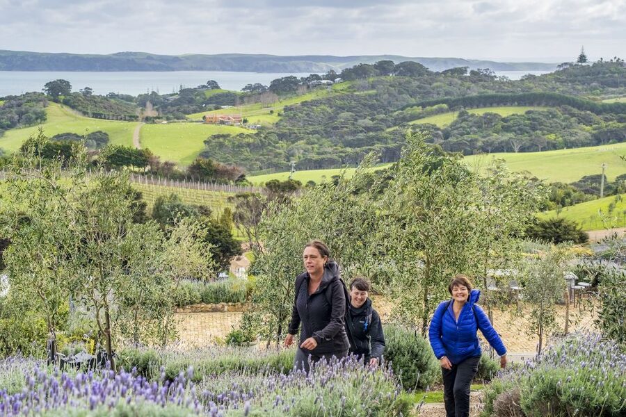 Waiheke Island: Premium Vineyard, Wine Tasting and Bush Walk - Sea birds, Hauraki Gulf views, and your odds of seeing orcas or dolphins