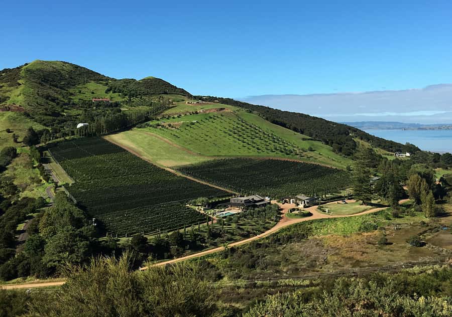 Waiheke Island: Premium Vineyard, Wine Tasting and Bush Walk - Timing, terrain, and the small-group pace you’ll feel