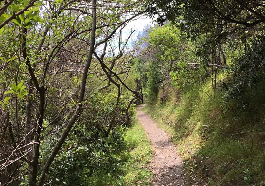 Waiheke Island: Premium Vineyard, Wine Tasting and Bush Walk - Who should book this Waiheke tour (and who should skip it)