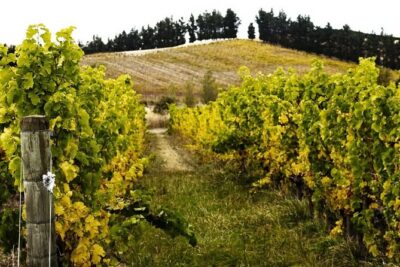 Waipara Valley Winery Tour Wine Tastings and Scenic Views - The 5–6 Hour Plan: Timing That Feels Calm