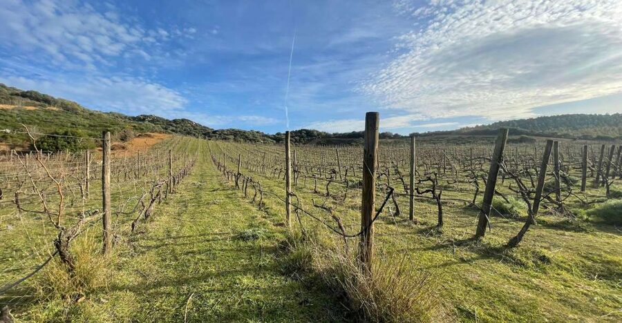 Walk through our vineyard and aperitif - Quick planning tips that make the tour smoother