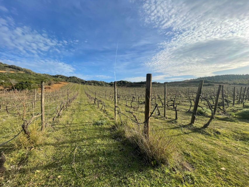 Walk through our vineyard and aperitif - Spotting Mediterranean maquis plants where the wine actually grows
