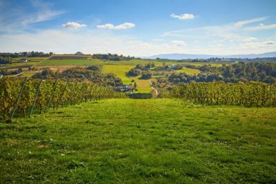 Wieliczka Vineyard: Wine tasting with local snacks - Four wines plus local snacks: how the pairing really helps