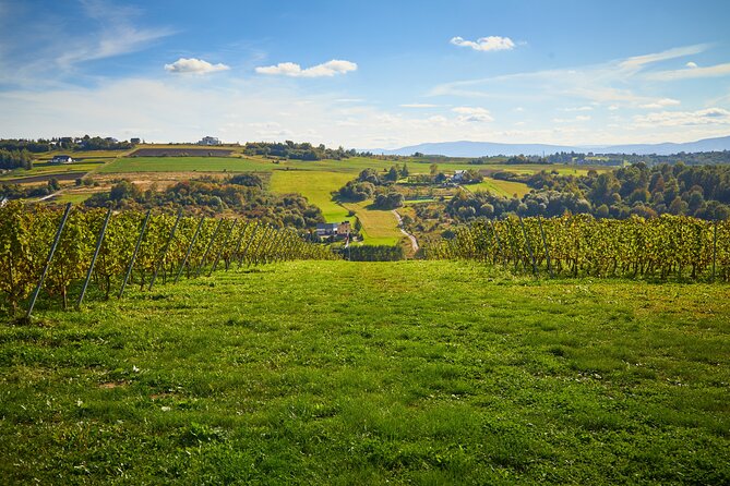 Wieliczka Vineyard: Wine tasting with local snacks - Four wines plus local snacks: how the pairing really helps