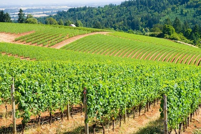 Willamette Valley Boutique Winery Tour with Lunch - Key highlights at a glance