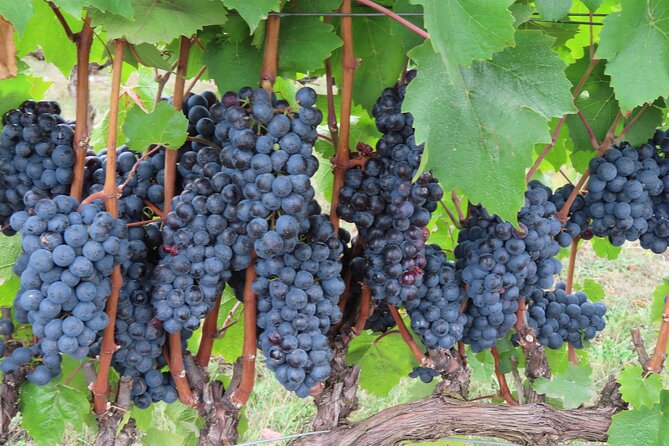 Willamette Valley Boutique Winery Tour with Lunch - Should you book the Willamette Valley boutique winery lunch tour?