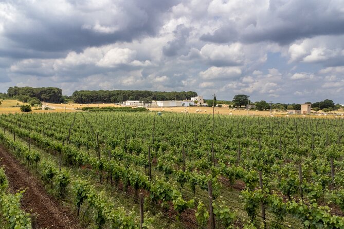 Wine and Food Pairing Experience at Alberobello Winery - Puglia Wines in Alberobello: Why This Tasting Works