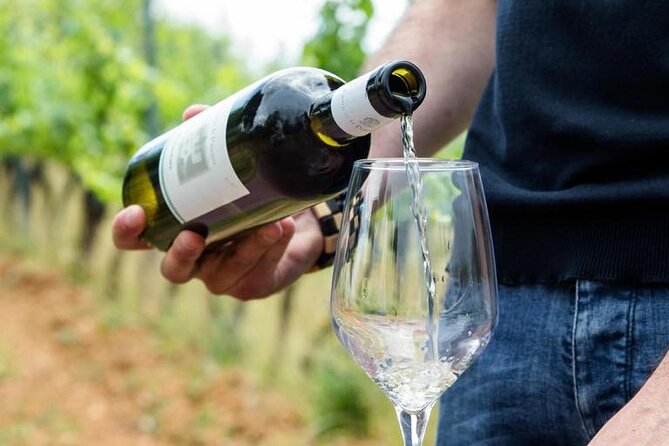 Wine Experience in farm vineyard & winery from Montecatini T. - The farm walk: vineyards, olive groves, and where the oil story fits