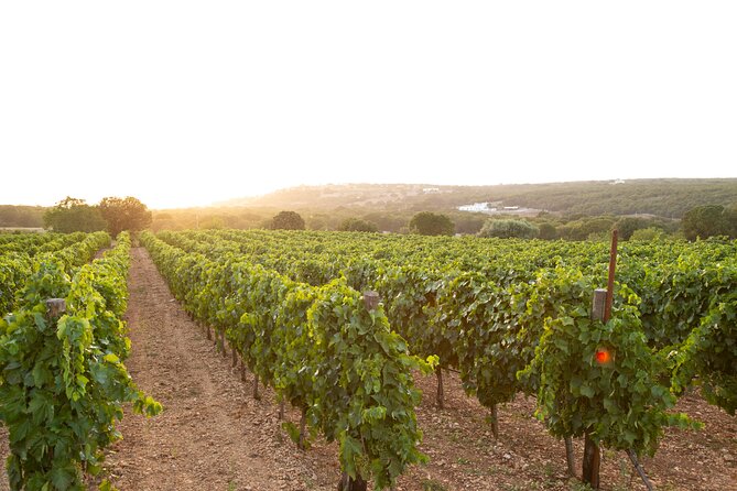 Wine Experience: vineyard, wines and food - Where Vigna il Castagno Starts in Martina Franca