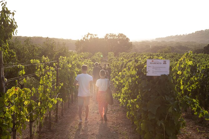 Wine Experience: vineyard, wines and food - Where You Sip: Over the Itria Valley or Inside the Stone Tavern
