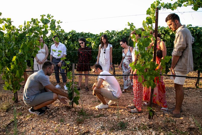 Wine Experience: vineyard, wines and food - Best Fit: Who Will Enjoy This Most