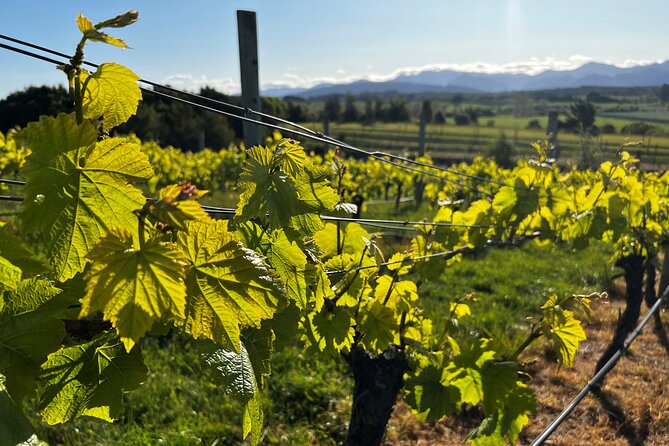 Wine Exposed Nelson Winery Tour - Upper Moutere Tastings: Rolling Hills, Real Guidance
