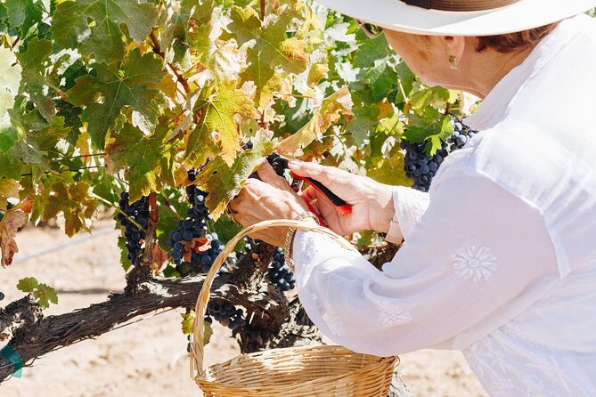 Wine Tasting Among Vineyards with Panoramic Views of the Valley - Vineyard Views and a Lesson That Starts in the Dirt