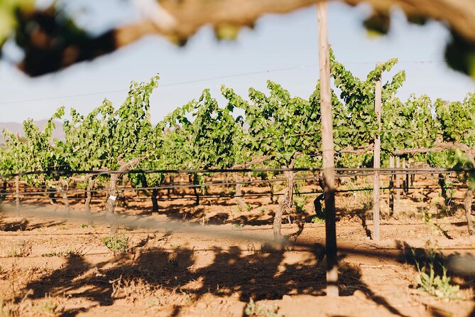 Wine Tasting Among Vineyards with Panoramic Views of the Valley - Weather Matters More Than You’d Think