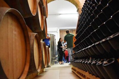 Wine Tasting and Guided Visit to the Vineyard and Cellar in S. Maria Imbaro - What Happens on the 90-Minute Walk Through Vineyard and Cellar