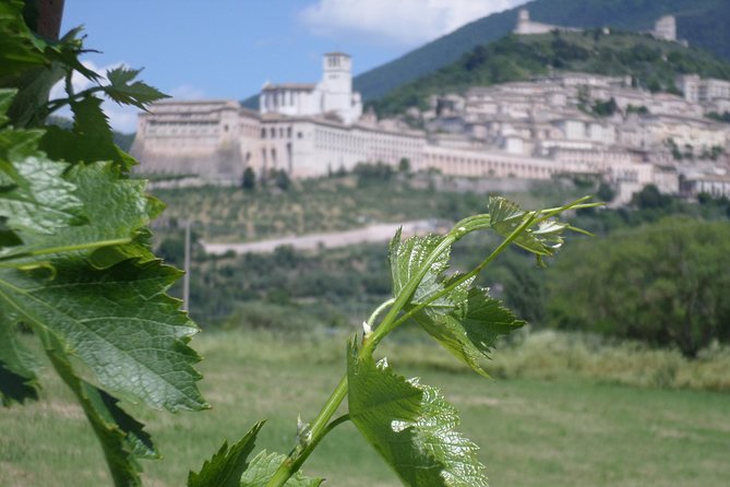 Wine tasting and walk in the Vineyard of Assisi - Key things to know before you go