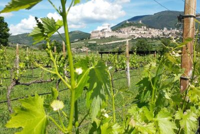 Wine tasting and walk in the Vineyard of Assisi - The guided tasting: what you’ll actually eat and drink