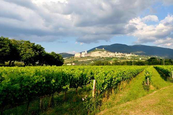 Wine tasting and walk in the Vineyard of Assisi - Time and flow: starting at 5:00 pm and staying flexible