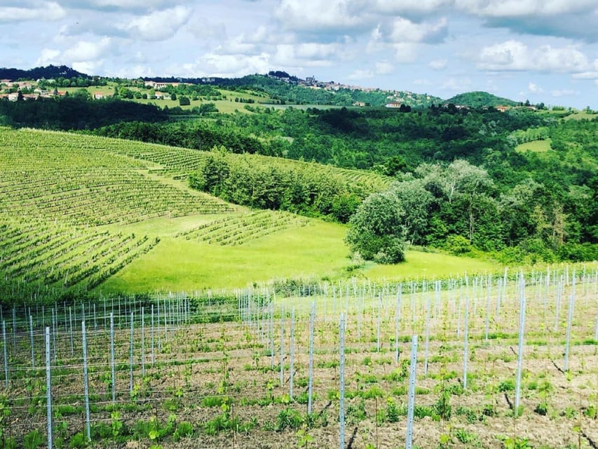 Wine Tasting and Winery Visit near Asti and Turin - Where Monferrato Hills turn into real flavor
