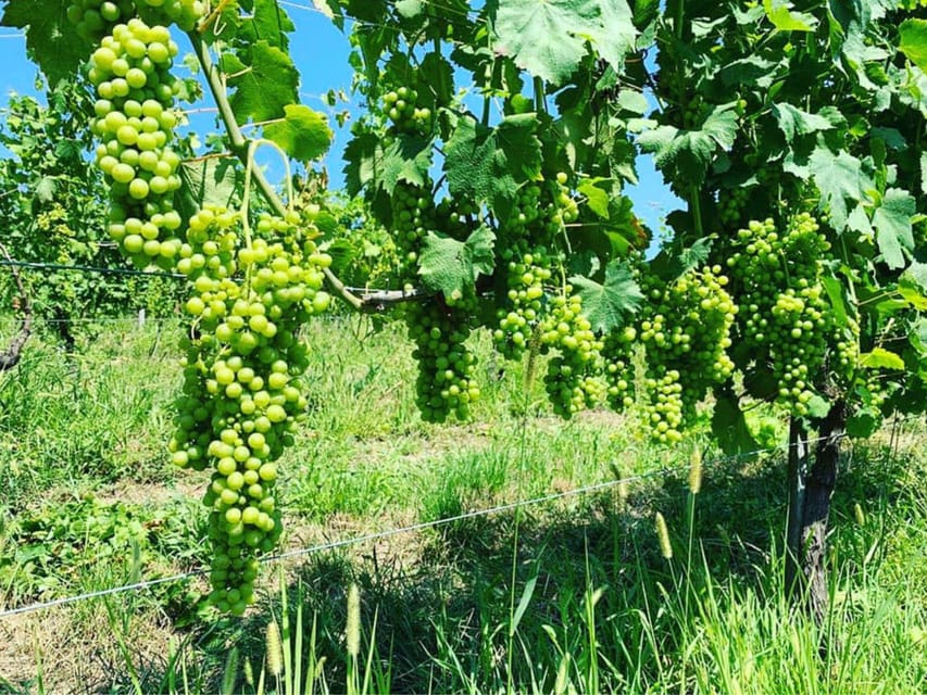 Wine Tasting and Winery Visit near Asti and Turin - Vineyard walk to Nebbiolo at Bric Carvè