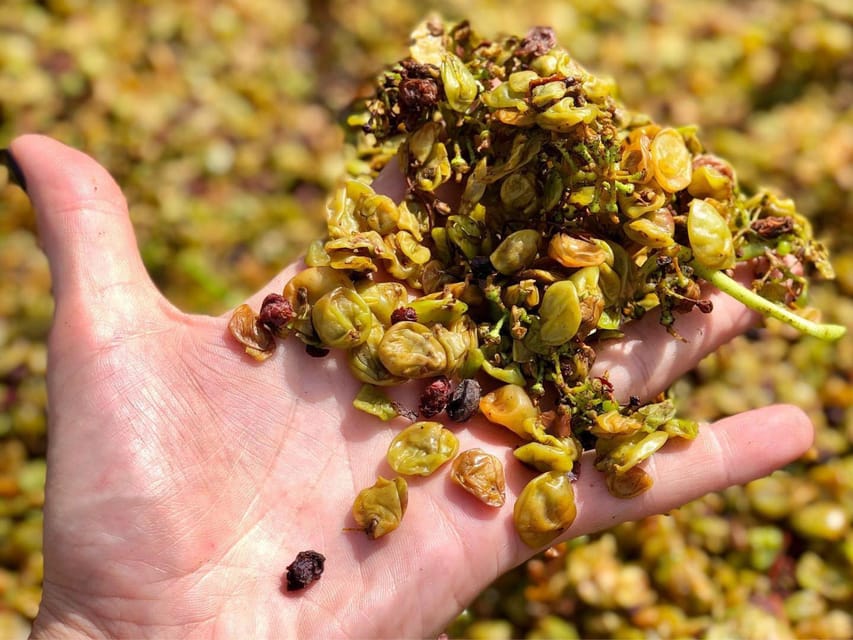 Wine Tasting and Winery Visit near Asti and Turin - How to time it with Turin or Asti