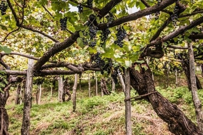 Wine tasting at the Apicella winery - First stop: the A’ Scippata vineyard before the cellar