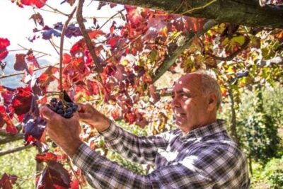 Wine tasting at the Apicella winery - Price and value for a 2-hour private experience in Tramonti