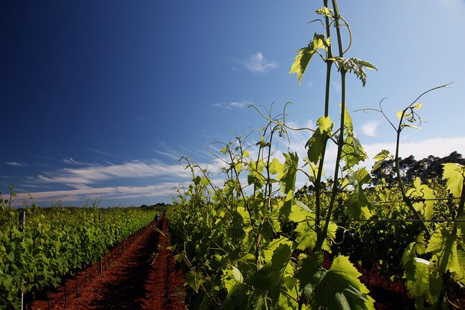 Wine Tasting Experience at the organic winery in Šišan - Key Points You’ll Care About