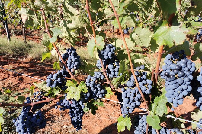 Wine Tasting Experience at the organic winery in Šišan - Logistics in Šišan: Getting There Without Stress