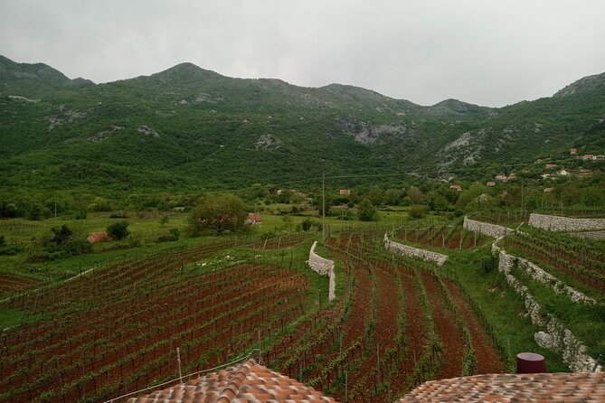 Wine tasting in the family winery, feel the spirit - How to Think About Montenegrin Wine on This Tasting
