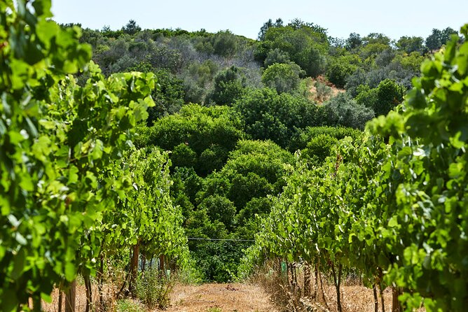 Wine Tasting Tour in Algarve Winery - Quick hits