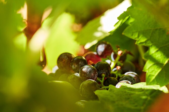 Wine Tasting Tour in Algarve Winery - What you actually taste: 4+ reds, olive oils, bread dipping, and verjus