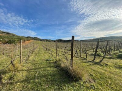 Wine tour and lunch or dinner at our vineyard - The Vineyard Walk: Cannonau and Vermentino, Explained the Organic Way