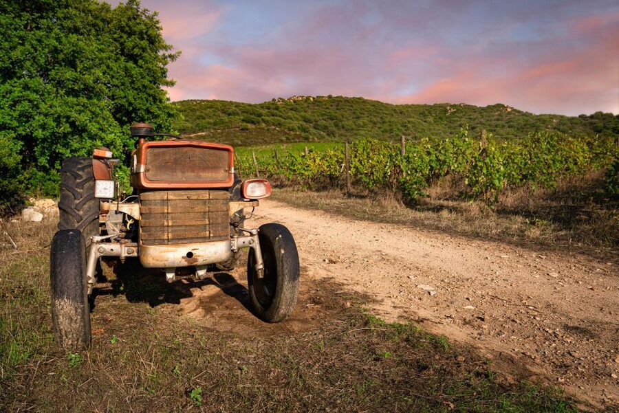 Wine tour and lunch or dinner at our vineyard - The Open-Air Lunch or Dinner Setup Under Carrob Shade