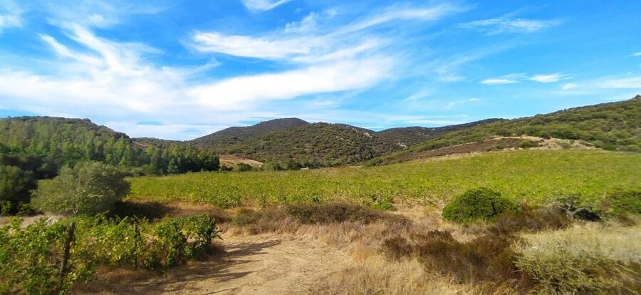 Wine tour and lunch or dinner at our vineyard - Timing, Comfort, and the 3-Hour Flow