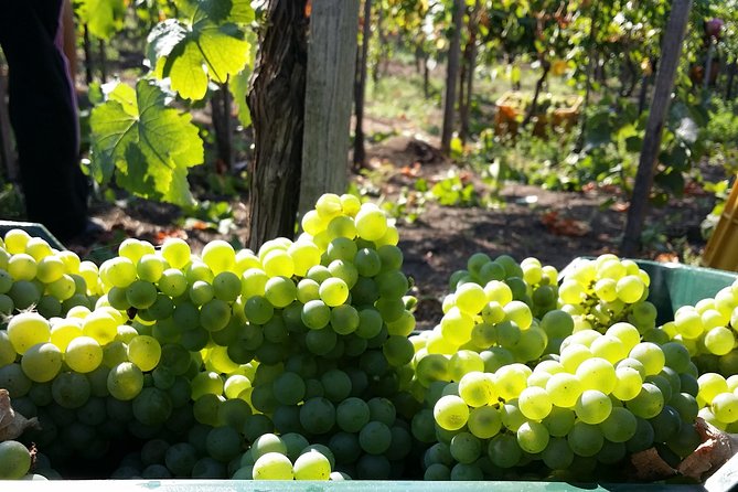Wine Tour and Lunch with Winetasting and Vineyard Visit - Key things I’d watch for before you go