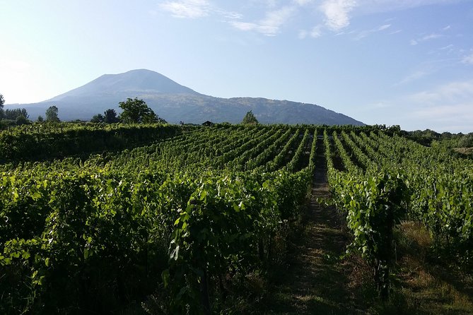 Wine Tour and Lunch with Winetasting and Vineyard Visit - Traditional Italian Wine Production, Explained While You Look