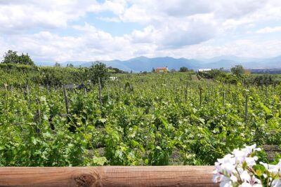 Wine Tour and Lunch with Winetasting and Vineyard Visit - Walking the Vineyard With a Local Guide