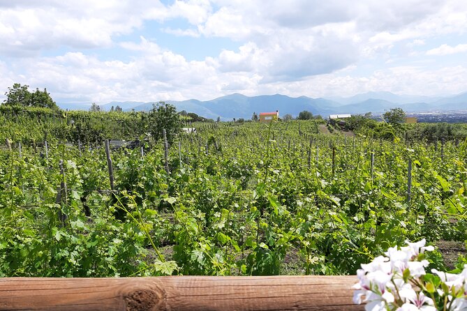 Wine Tour and Lunch with Winetasting and Vineyard Visit - Walking the Vineyard With a Local Guide