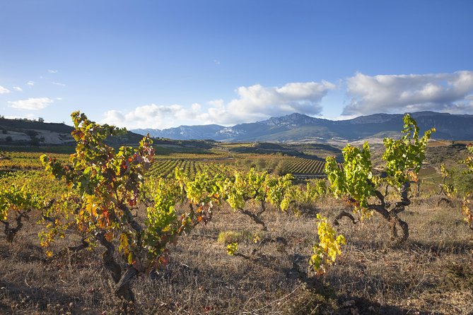 Wine Tour: Winery & Traditional Lunch From Logroño - Traditional La Rioja lunch with local wines